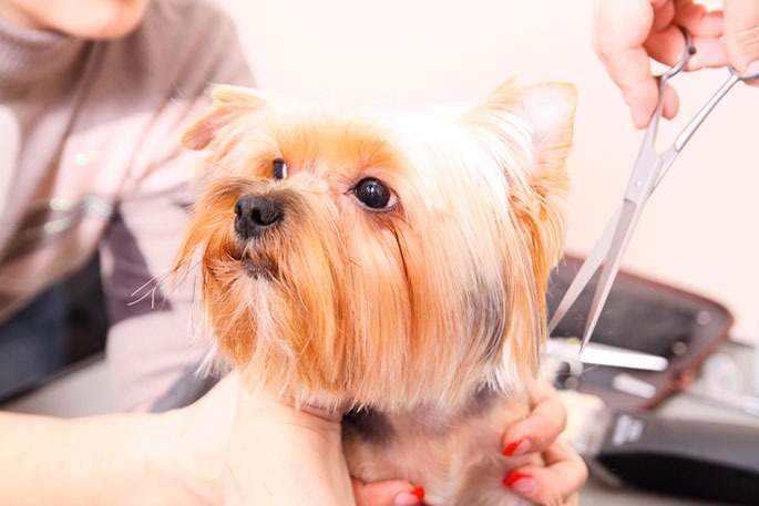 How To Train Pet Groomers: A Journey From Novice To Expert Groomer io