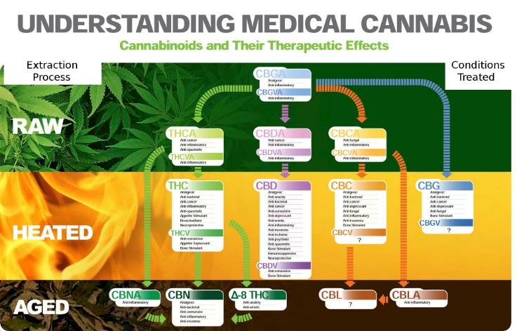 Unveiling the Healing Power of Cannabis